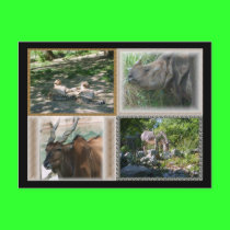 Zoo Life postcards by Dragonmaster45 Zoo Life postcards