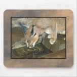 zoo lynx