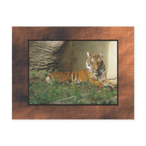 zoo, tiger postcards