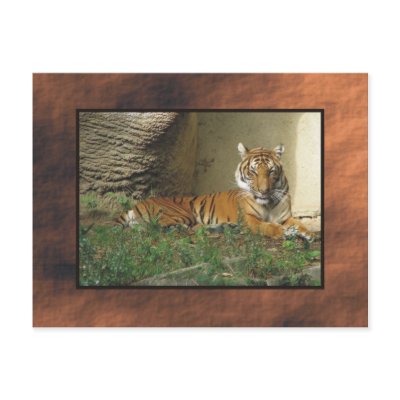 zoo, tiger postcard by rockyj