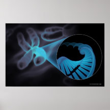 Zoom in of a DNA strand in a chromosome Poster