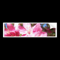 Zoomed in Crabapple Blossoms bumper stickers