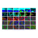 Zooming In On A Newton's Method Fractal posters by Mike40033 Zooming In On A Newton's Method Fractal posters