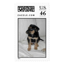 Zorro Postage Stamps