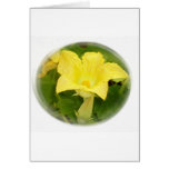 Zucchini Blossom in Swirl Cards