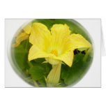 Zucchini Blossom in Swirl Cards