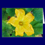 Zucchini Flower Card cards