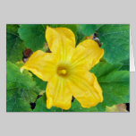 Zucchini Flower Card cards