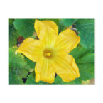 Zucchini Flower postcard