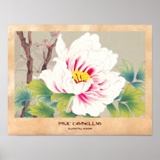 Zuigetsu Ikeda Pink Camellia japanese flower art Poster