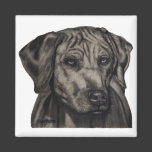 Zulu - Rhodesian Ridgeback Dog Art Magnet