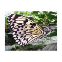 Zutterfly postcard