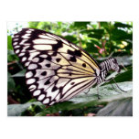 Zutterfly postcard