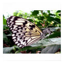 Zutterfly poster posters