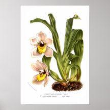 Zygopetalum cerinum poster