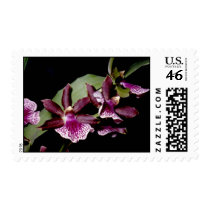 Zygopetalum hybrid postage by Glaucidium Zygopetalum hybrid postage