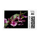 orchid, orchid photo, tropical orchid, orchid