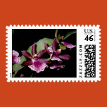 orchid, orchid photo, tropical orchid, orchid