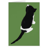 Μυξα / Myxa (a kitten from Zakynthos) (Front)