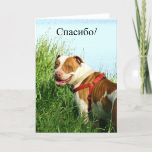 спасибо Russian Thank you Pitbull greeting card