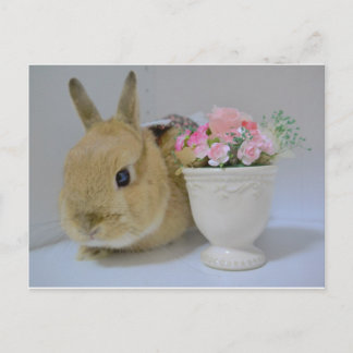 かわいいうさぎ POSTCARD