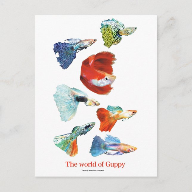 グッピー・グッズ POSTCARD (Front)