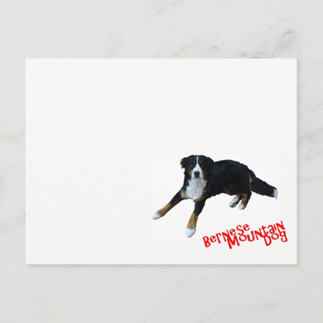 バーニーズマウンテンドッグ POSTCARD (Front)