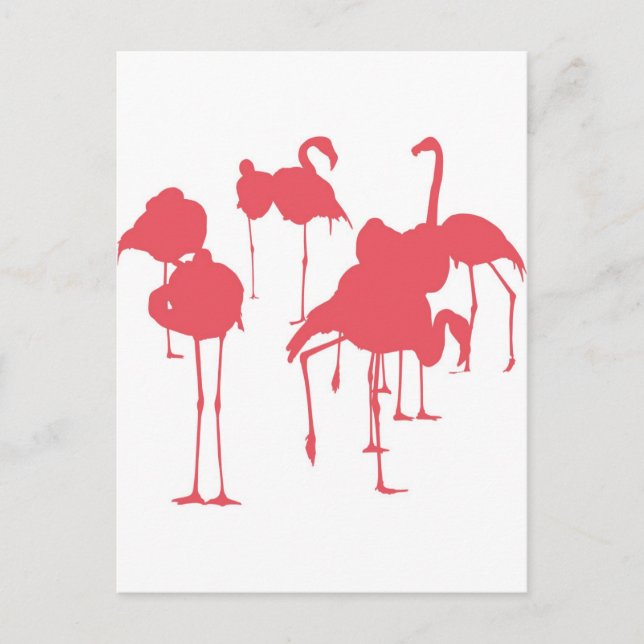 フラミンゴ POSTCARD (Front)