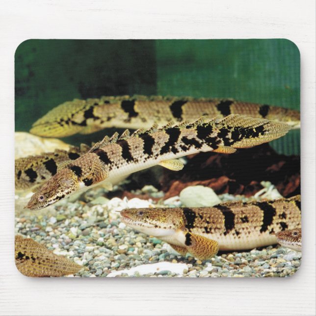 ポリプテルス・デルヘジイのマウスパッド MOUSE PAD (Front)