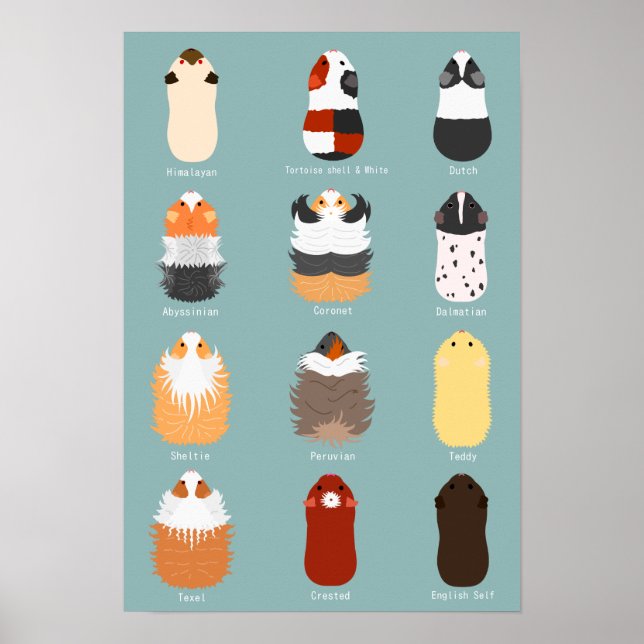 モルモットの種類一覧 POSTER (Front)