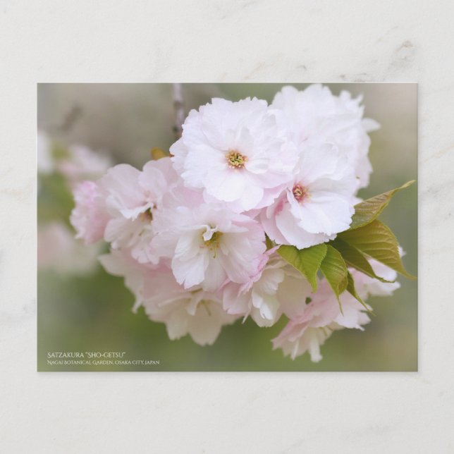 八重桜「松月」 POSTCARD (Front)