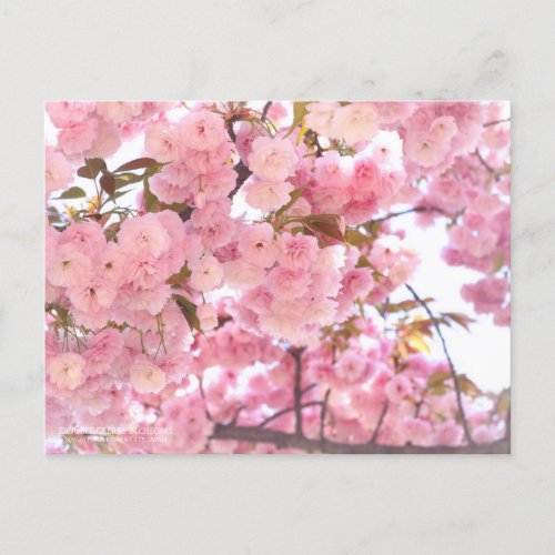 八重桜Double cherry blossoms Postcard