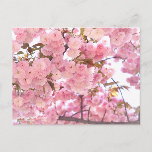 八重桜(Double cherry blossoms) Postcard (Front)