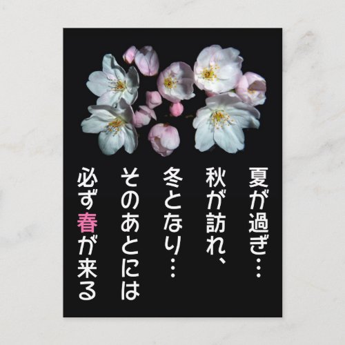 募金用  Cherry blossoms  桜 Postcard