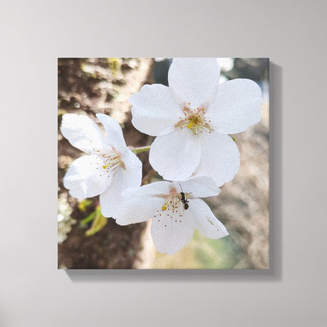 桜 Cherry Blossom Close-Up Photography Canvas Print (Front)