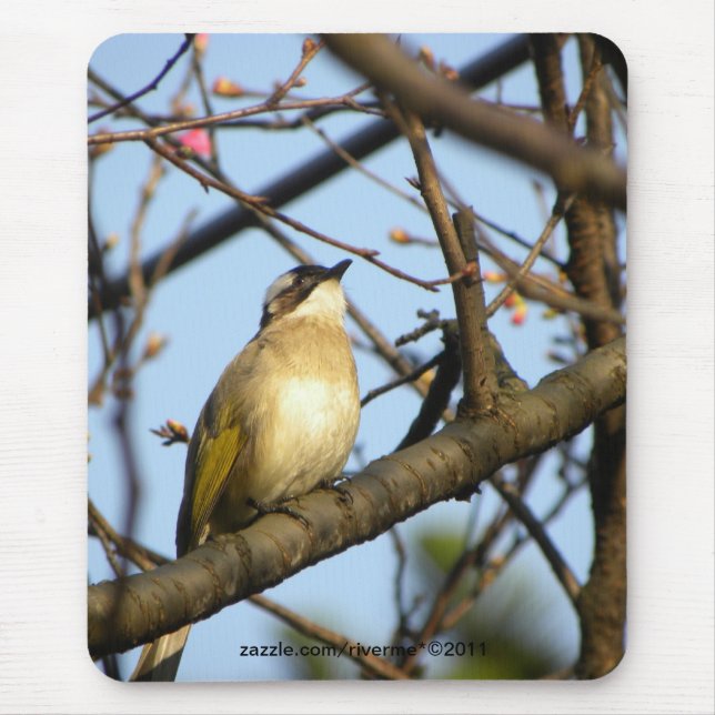 白頭翁Chinese Bulbul Bird On Cherry Branches Mouse Pad (Front)