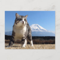 野良猫ニャン吉【いよっ日本一！】 POSTCARD