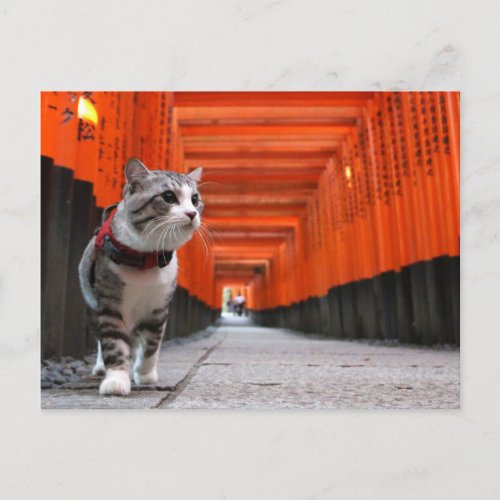 野良猫ニャン吉伏見稲荷 POSTCARD