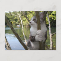 野良猫ニャン吉【沖縄でひとやすみ】 POSTCARD