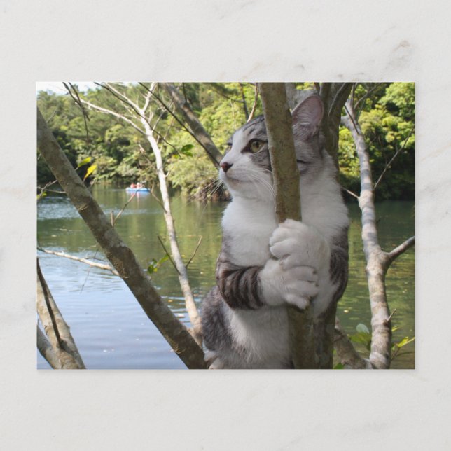 野良猫ニャン吉【沖縄でひとやすみ】 POSTCARD (Front)