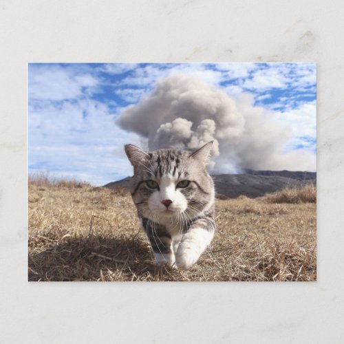 野良猫ニャン吉【活動期】 POSTCARD