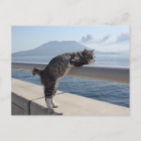野良猫ニャン吉【錦江湾と桜島】 POSTCARD