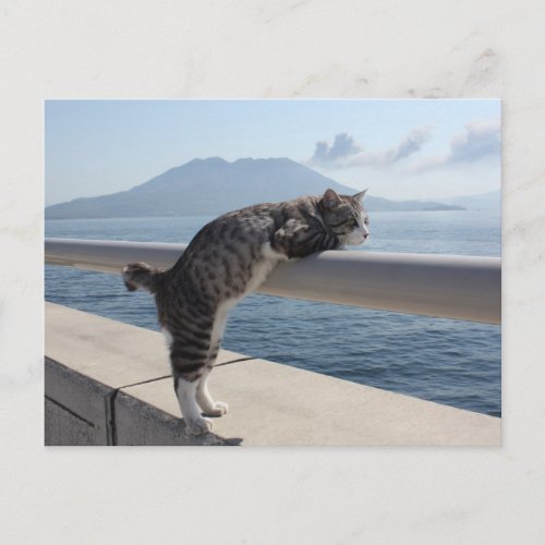 野良猫ニャン吉【錦江湾と桜島】 POSTCARD