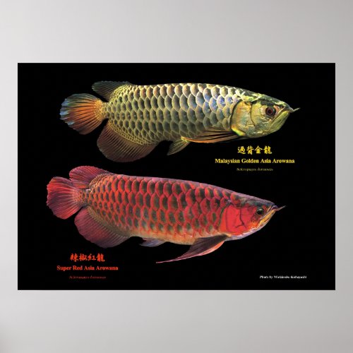 金と赤のAsian Arowana Poster