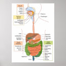 Search for human anatomy posters System
