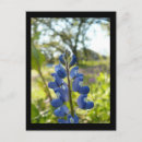 Search for texas bluebonnet postcards Flora