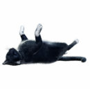 Search for black cat photo statuettes Pet