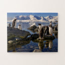 Search for penguin puzzles Wildlife
