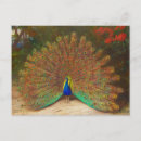 Search for peacock gifts Peacocks