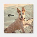 Search for blue heeler gifts Puppy